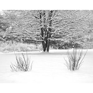 Tree and Snow  11 x 14 print